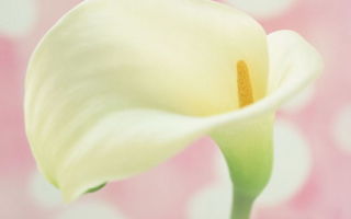 Опасна ли ранняя овуляция и какие последствия она влечет за собой + способы нормализации овуляторного цикла