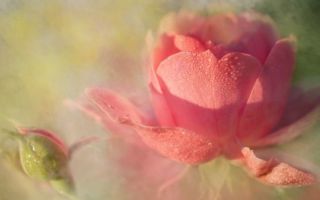 Нормальные и патологические выделения после овуляции