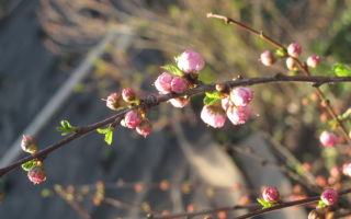 Как стимулировать овуляцию — способы, которые работают