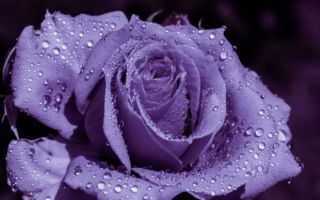 Почему болит левый и правый яичник во время овуляции ? возможные причины + советы как облегчить симптомы