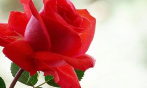 Эрозия шейки матки и беременность — существует ли вероятность зачатия при таком диагнозе