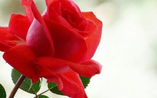 Эрозия шейки матки и беременность — существует ли вероятность зачатия при таком диагнозе