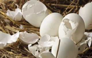 Месячные есть, а овуляции нет — разве так бывает?