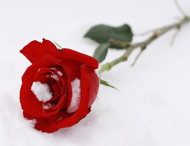 Бывают ли месячные при беременности