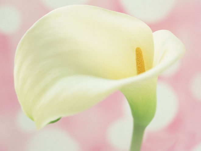 Что значит ранняя овуляция