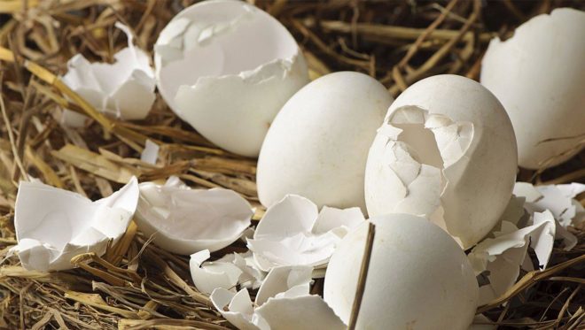 Почему нет овуляции