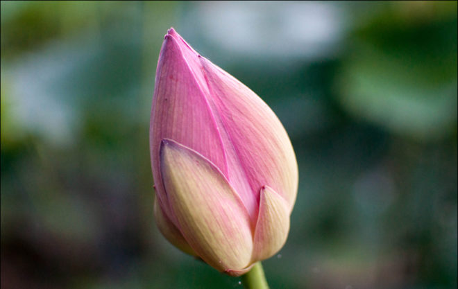 Как определить овуляцию самостоятельно