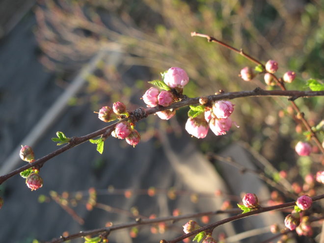 Можно ли стимулировать овуляцию
