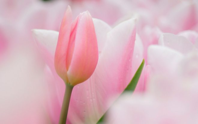 Что такое овуляция