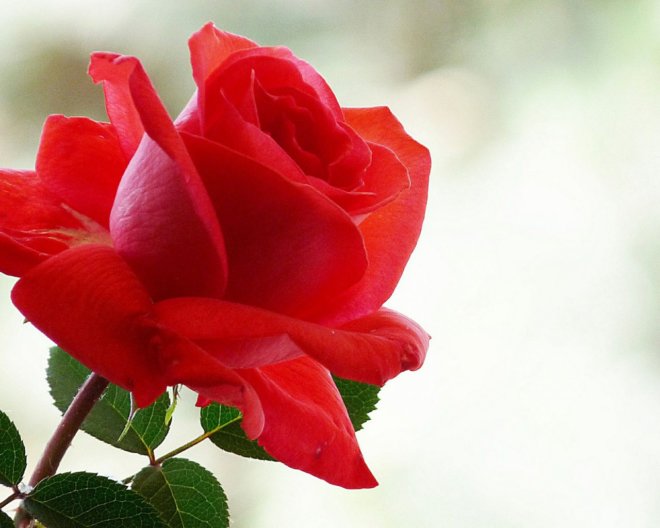 Эрозия шейки матки и беременность