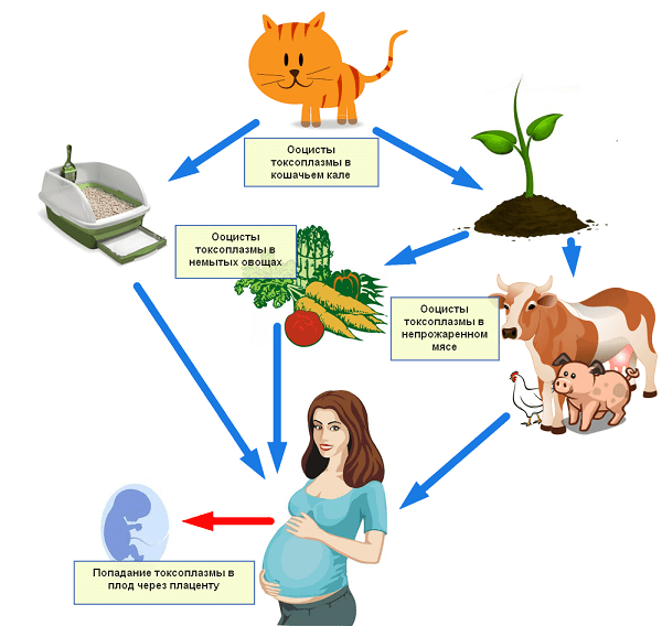 Пути заражения токсоплазмозом